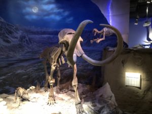 Royal Tyrrell Museum