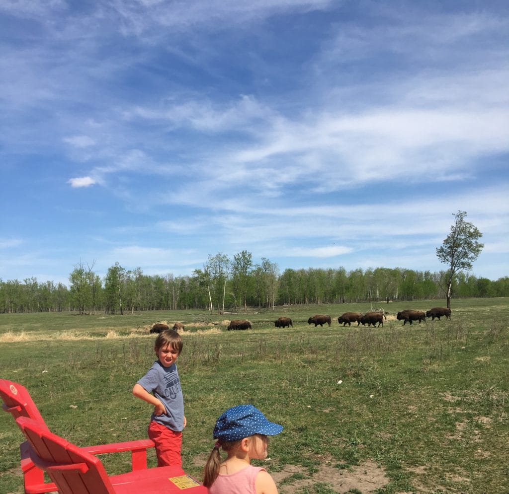 Kids sitting in Red Chairs in the Bison Paddock in Elk Island National Park.