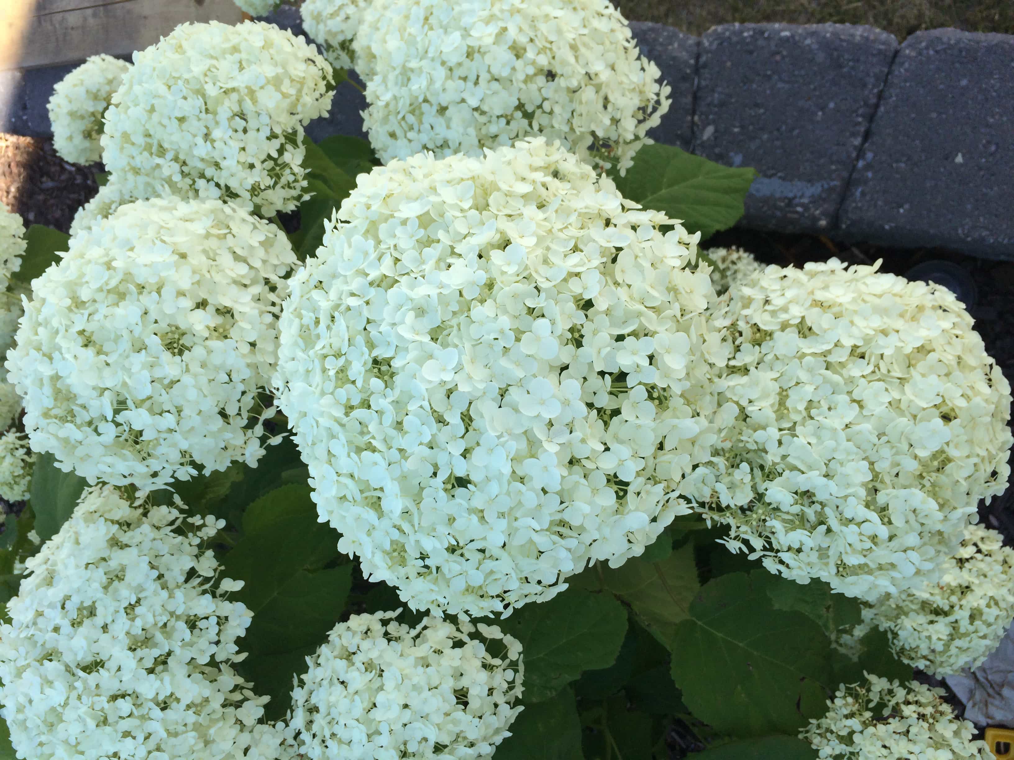 annabelle hydrangeas perennial