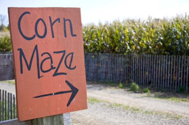 Corn mazes across Alberta