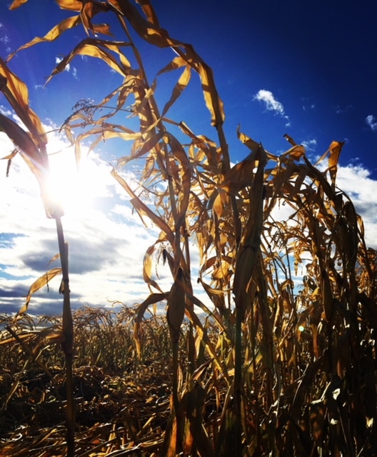 Corn growing at Prairie Garden Adventure Farm