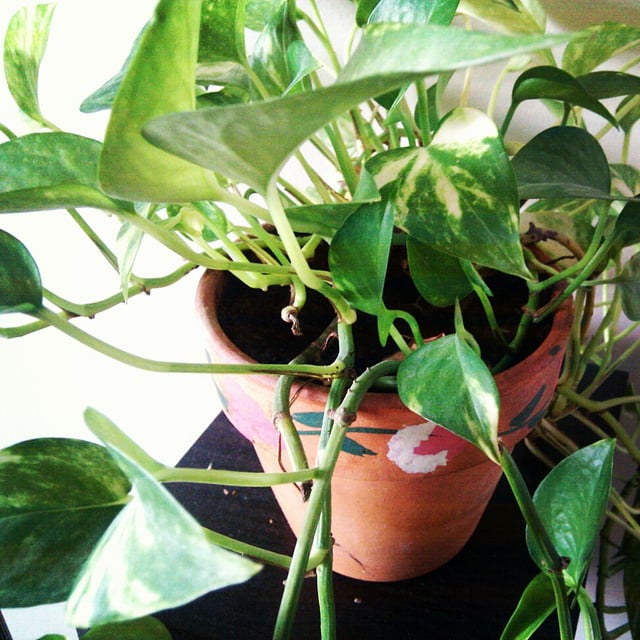 Vine in a terracotta pot