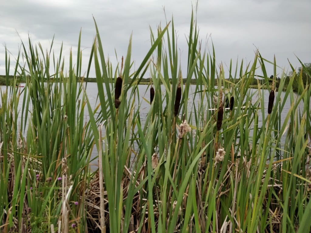 Cat tails at Black Nugget Lake Campground