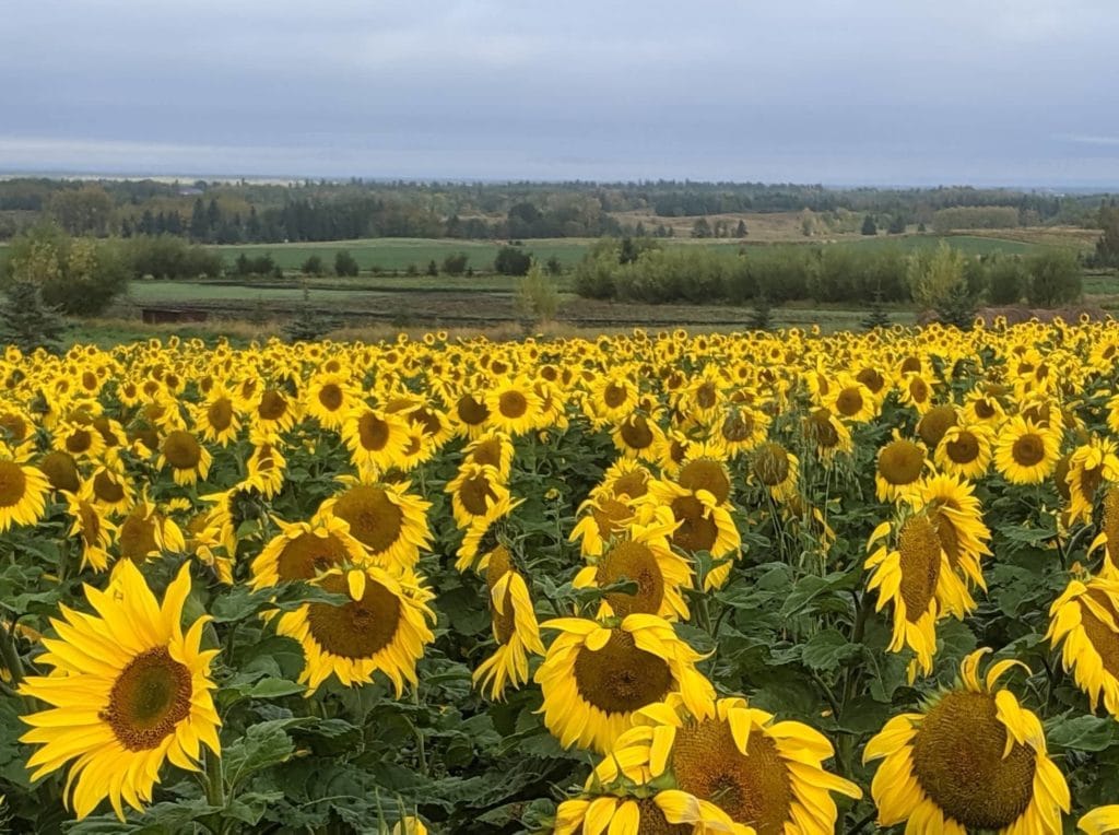 Bowden Sun Flower Maze