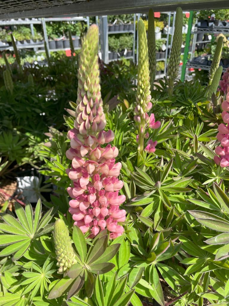 Mini Gallery Pink Lupine