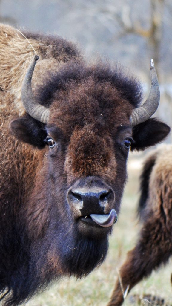 Bison in Elk Island National Park sticking out its tongue