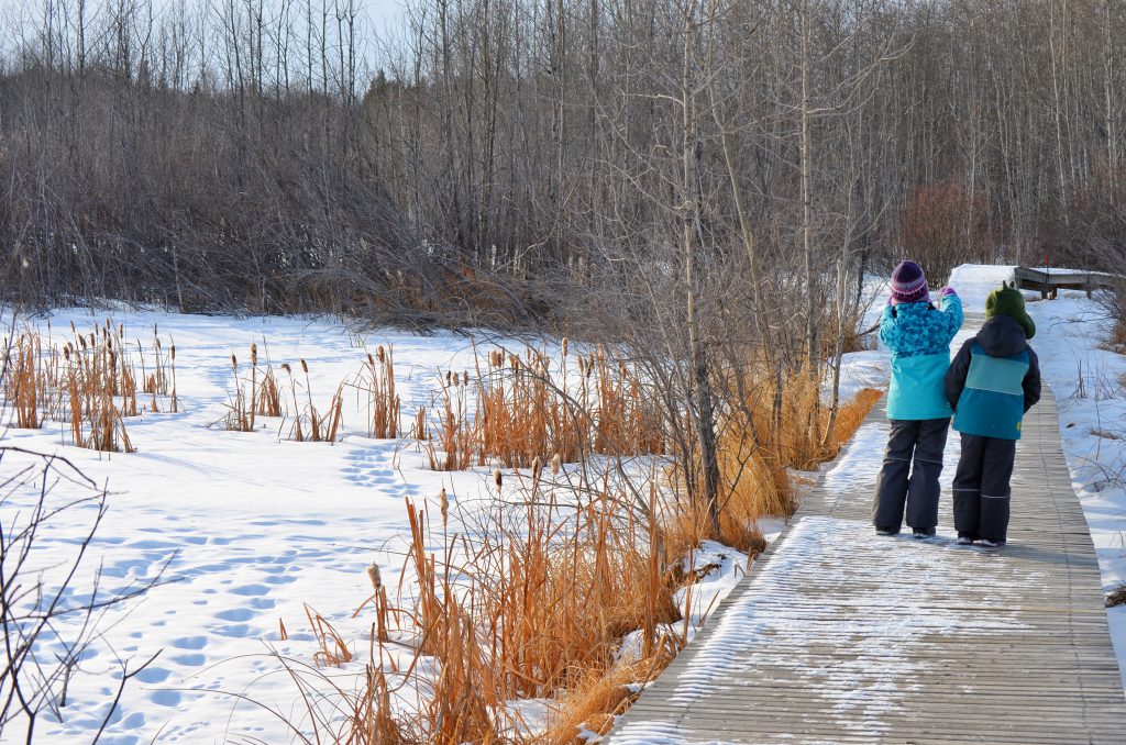 Clifford E Lee Nature Sanctuary boardwalk in winter