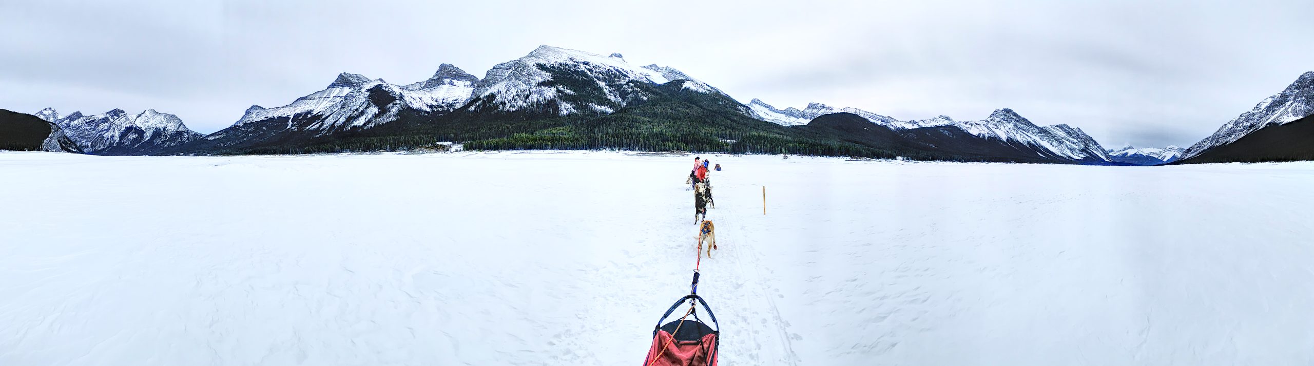 Dog Sledding in Alberta