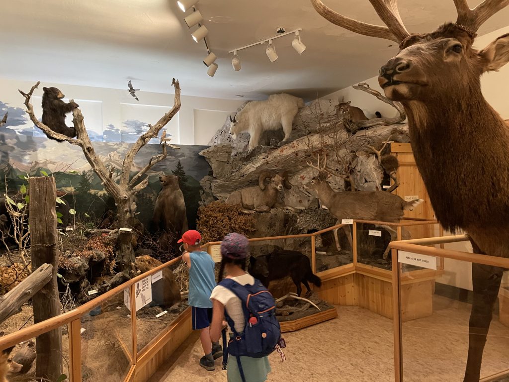 Animal room in Crowsnest Pass Museum.