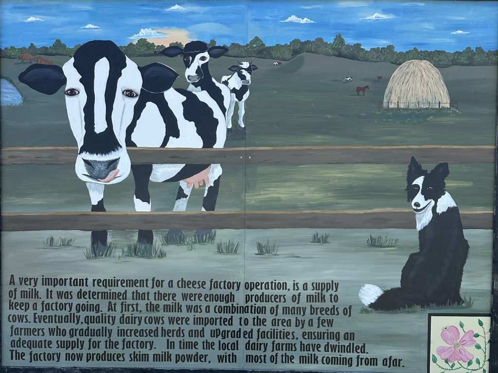 Photo of a mural of a cow in a farmer's field outside the Cheese Factory Museum in Glenwood. Text reads  "A very important requirement for a cheese factory operation, is a supply of milk. It was determined that there were enough producers of milk to keep a factory going. At first, the milk was a combination of many breeds of cows. Eventually, quality daıry cows were imported to the area by a few farmers who gradually increased herds and upgraded facilities, ensuring an adequate supply for the factory. In time the local dairy farms have dwindled. The factory now produces skim milk powder, with most of the milk coming from afar."